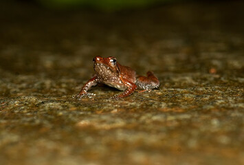 A dancing frog resting on a rock on a rainy day inside Agumbe rain forest