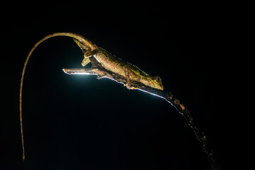 A raux's forest lizard resting on a tree branch inside Agumbe rain forest