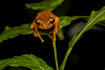 Obraz premium A blue-eyed bush frog resting on a tree branch inside Agumbe Rain forest on a rainy evening
