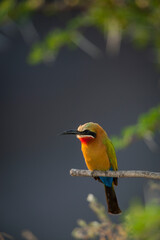 White-fronted bee-eater (Merops bullockoides) perched on a branch. Mashatu, Northern Tuli Game Reserve. Botswana