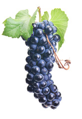 Grapes isolated on white