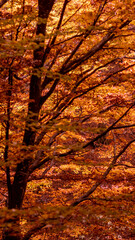 Alberi e rami con foglie dai colori autunnali