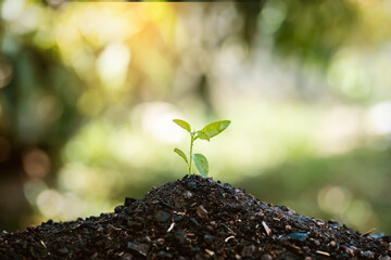 Seedling growing with backdrop sunlight. Planting trees to reduce global warming.