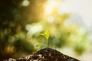 Seedling growing with backdrop sunlight. Planting trees to reduce global warming.