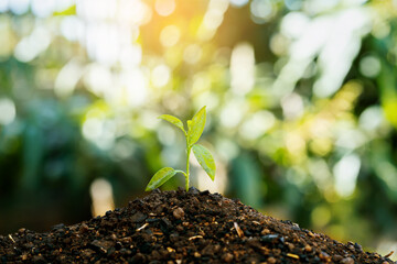 Seedling growing with backdrop sunlight. Planting trees to reduce global warming.