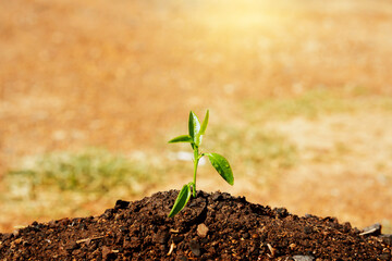 Seedling growing with backdrop sunlight. Planting trees to reduce global warming.