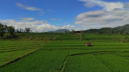 Beautiful view of green rice fields, clear blue sky and overcast. Beautiful background.