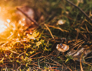 Macro shot of wet mushroom shining on the sun. Close-up of a mushroom growing in the woods.