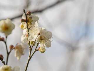 春を待ちわびて