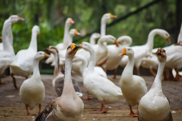 Close up White ducks inside Lodhi Garden Delhi India, see the details and expressions of ducks during evening time