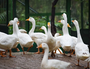 Close up White ducks inside Lodhi Garden Delhi India, see the details and expressions of ducks during evening time
