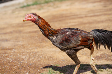 Sick chicken, pale, thin, infected.