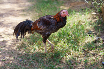 Sick chicken, pale, thin, infected.