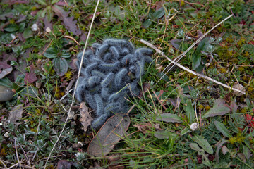 set of processionary caterpillar, nest, in its first days of life during the beginning of winter.