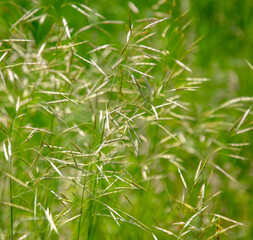 Green ears of corn on the grass in nature.