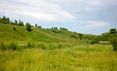 Fototapeta premium Green grass with trees on a hill against the sky.