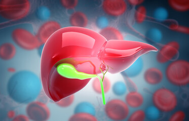 Healthy human liver anatomy. 3d illustration.