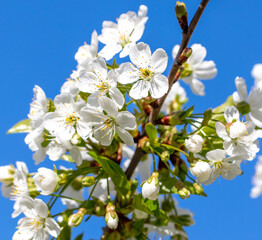 Flowers on a cherry tree against the blue sky in spring.