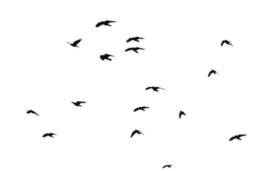 Flock of raven birds isolated on white