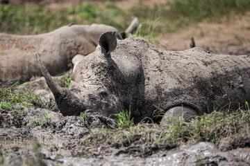 Southern White Rhino resting near a waterhole in Hluhluwe, South Africa