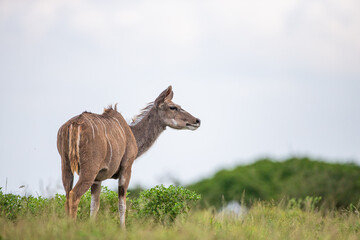 Female Greater Kudu male, standing on the open grasslands of Africa