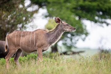 Female Greater Kudu male, standing on the open grasslands of Africa