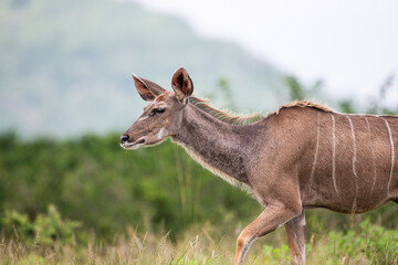 Female Greater Kudu male, standing on the open grasslands of Africa.
