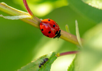 Obraz premium Red beetle on a tree leaf in spring.
