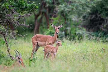 Impala herd in the green grass of the Kruger Park, South Africa