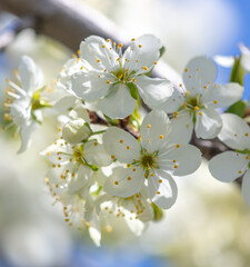 Flowers on a plum tree in spring.