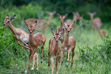 Impala herd in the green grass of the Kruger Park, South Africa