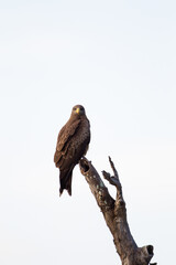 Yellow-billed Kite perched on an old branch in Southern Africa