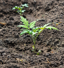 Tomato seedling in the ground in spring.