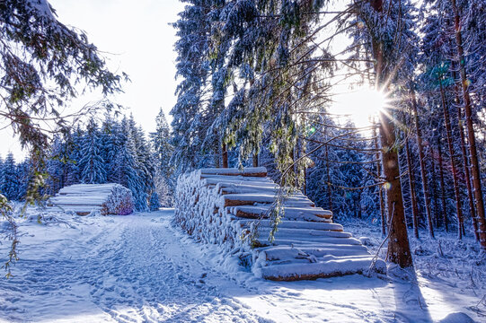 Waldweg mit Holzstapeln auf dem Rothaarsteig bei Winterberg im Winter