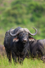 Herd of African Buffalo in the long green grass