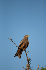 Yellow-billed Kite perched on an old branch in Southern Africa