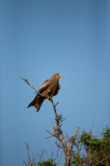 Yellow-billed Kite perched on an old branch in Southern Africa