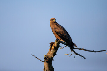 Africa Warthog walking through the green grass of the Hluhluwe-umfolozi National Park, South Africa	