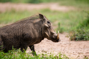 Africa Warthog walking through the green grass of the Hluhluwe-umfolozi National Park, South Africa	