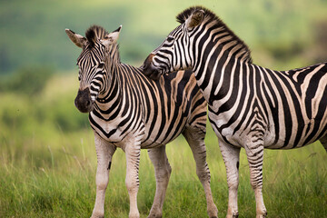 Burchell's Zebra heard in the green plains of Hluhluwe-umfolozi National Park South Africa