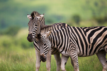 Fototapeta na wymiar Burchell's Zebra heard in the green plains of Hluhluwe-umfolozi National Park South Africa