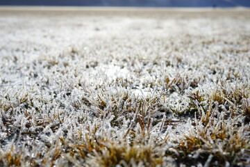 Frozen grass in a winter morning