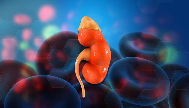 Human kidney with blood cells. 3d illustration.