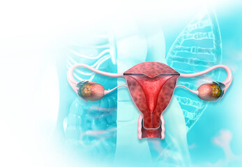 Female uterus cross section. 3d illustration.