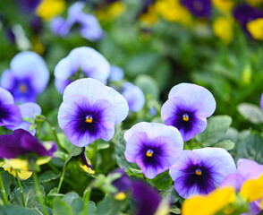 Close-up of colorful pansies Pansy planted(viola folwer) as a flower in the garden