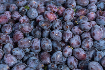 Bistritene  plums exposed for sale at the fair in Bistrita,Romania 2023