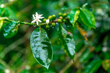 coffee fruit blossom on a branch in the rain forest in the rain
