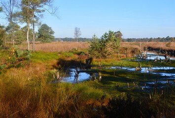 Landscape in Autumn in the Fen Pietzmoor, Schneverdingen, Lower Saxony