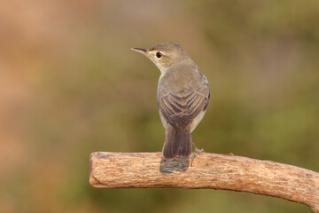 standing on branch Eastern Olivaceous Warbler