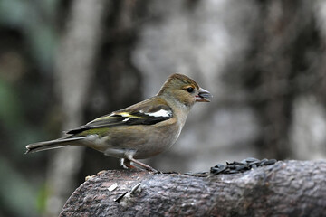 pinson des arbres femelle 1
